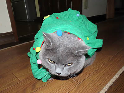 �肢�@���[���Ӓ�@�~�[�R