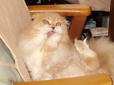 �肢�@���[���Ӓ�@�~�[�R