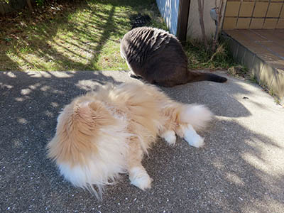 �肢�@���[���Ӓ�@�~�[�R