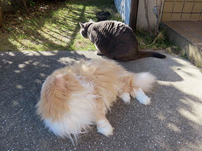 �肢�@���[���Ӓ�@�~�[�R