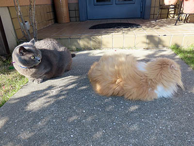 �肢�@���[���Ӓ�@�~�[�R