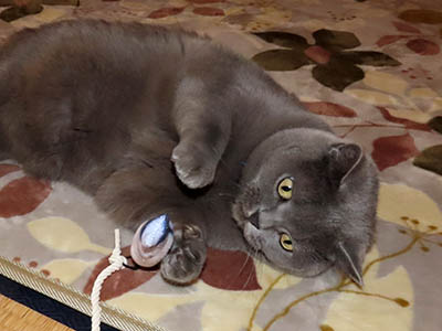 �肢�@���[���Ӓ�@�~�[�R