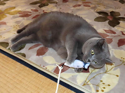 �肢�@���[���Ӓ�@�~�[�R