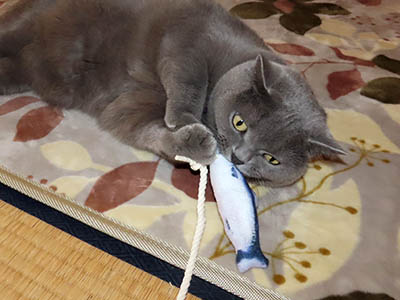 �肢�@���[���Ӓ�@�~�[�R