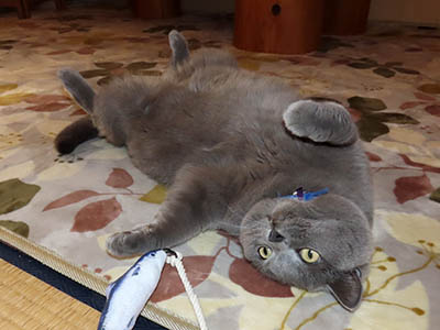 �肢�@���[���Ӓ�@�~�[�R