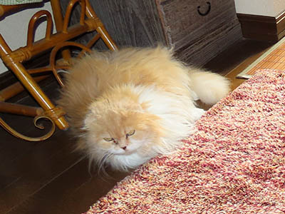 �肢�@���[���Ӓ�@�~�[�R