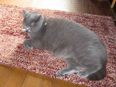 �肢�@���[���Ӓ�@�~�[�R