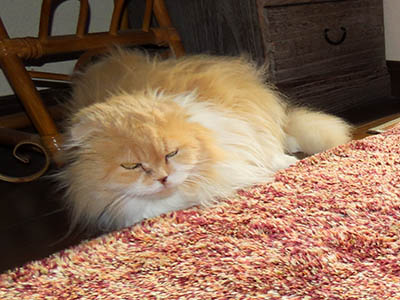 �肢�@���[���Ӓ�@�~�[�R