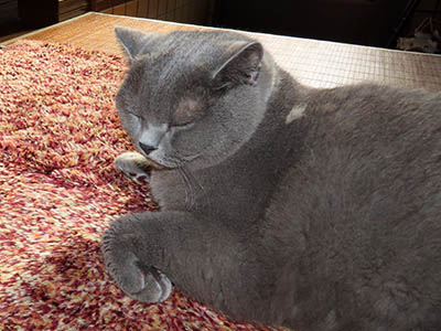 �肢�@���[���Ӓ�@�~�[�R