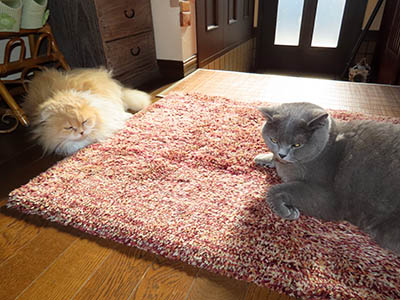 �肢�@���[���Ӓ�@�~�[�R