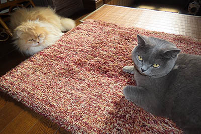 �肢�@���[���Ӓ�@�~�[�R