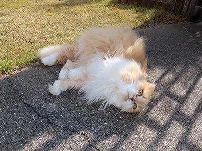 �肢�@���[���Ӓ�@�~�[�R