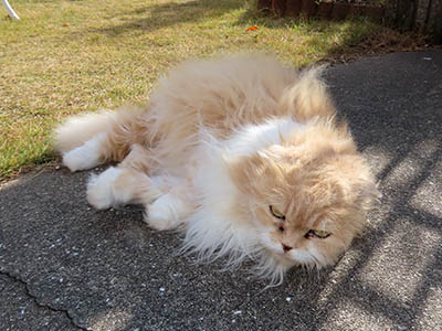 �肢�@���[���Ӓ�@�~�[�R