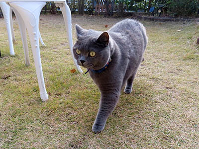 �肢�@���[���Ӓ�@�~�[�R