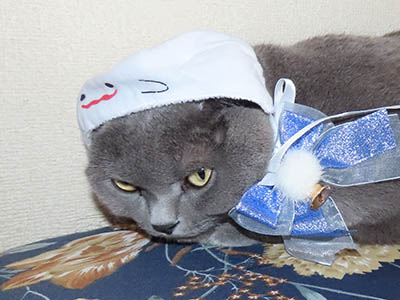 �肢�@���[���Ӓ�@�~�[�R