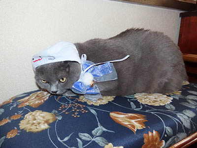 �肢�@���[���Ӓ�@�~�[�R