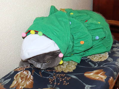 �肢�@���[���Ӓ�@�~�[�R