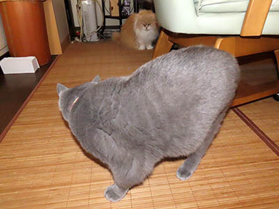 �肢�@���[���Ӓ�@�~�[�R