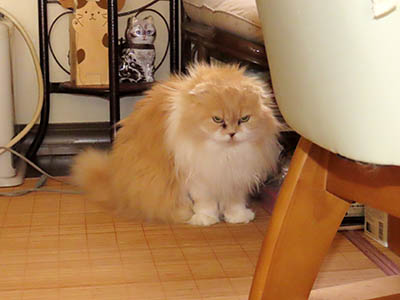 �肢�@���[���Ӓ�@�~�[�R