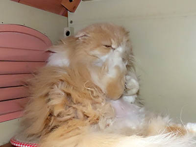 �肢�@���[���Ӓ�@�~�[�R