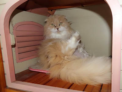 �肢�@���[���Ӓ�@�~�[�R