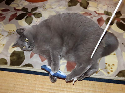 �肢�@���[���Ӓ�@�~�[�R