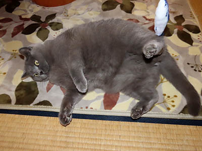 �肢�@���[���Ӓ�@�~�[�R