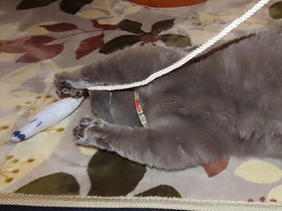 �肢�@���[���Ӓ�@�~�[�R