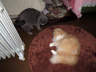 �肢�@���[���Ӓ�@�~�[�R