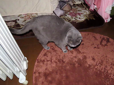 �肢�@���[���Ӓ�@�~�[�R