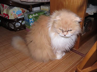 �肢�@���[���Ӓ�@�~�[�R