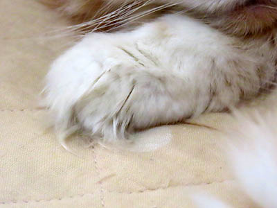 �肢�@���[���Ӓ�@�~�[�R