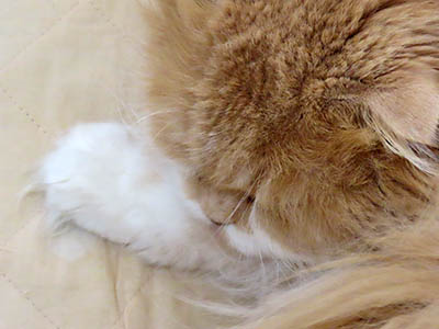 �肢�@���[���Ӓ�@�~�[�R