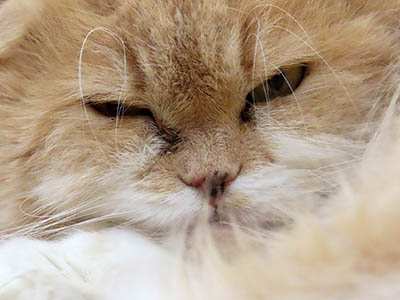 �肢�@���[���Ӓ�@�~�[�R