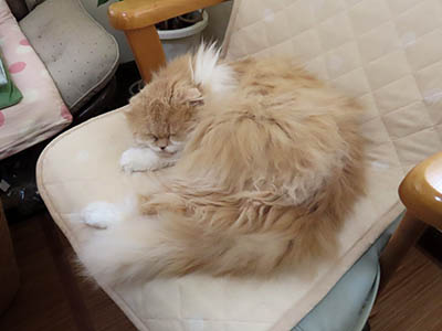 �肢�@���[���Ӓ�@�~�[�R