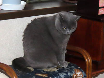 �肢�@���[���Ӓ�@�~�[�R