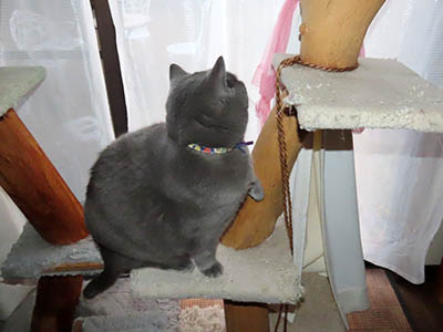 �肢�@���[���Ӓ�@�~�[�R