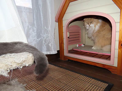 �肢�@���[���Ӓ�@�~�[�R