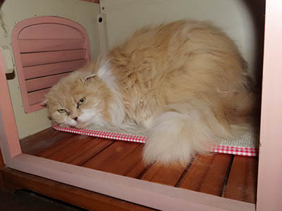 �肢�@���[���Ӓ�@�~�[�R