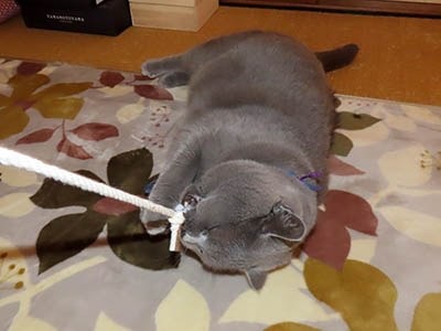 �肢�@���[���Ӓ�@�~�[�R