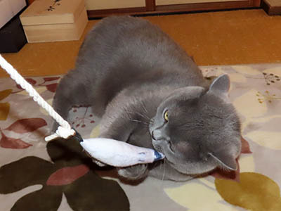 �肢�@���[���Ӓ�@�~�[�R