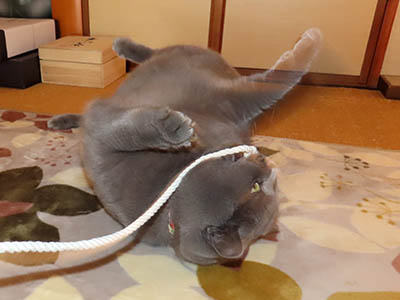 �肢�@���[���Ӓ�@�~�[�R