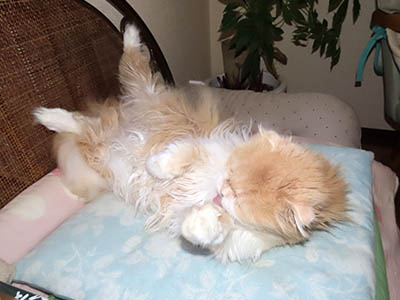 �肢�@���[���Ӓ�@�~�[�R