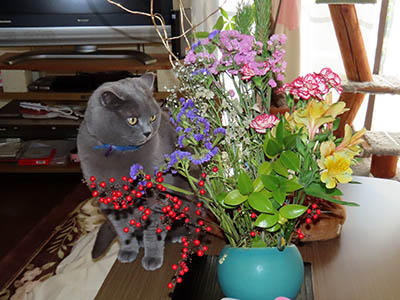 �肢�@���[���Ӓ�@�~�[�R