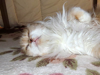 �肢�@���[���Ӓ�@�~�[�R