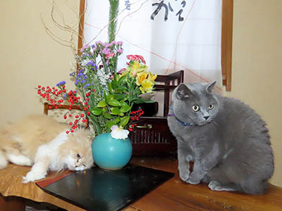 �肢�@���[���Ӓ�@�~�[�R