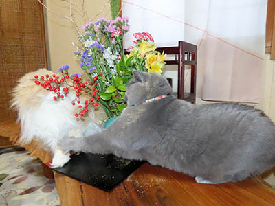 �肢�@���[���Ӓ�@�~�[�R