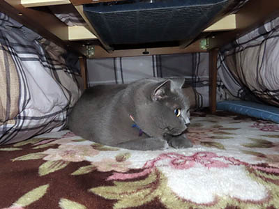 �肢�@���[���Ӓ�@�~�[�R