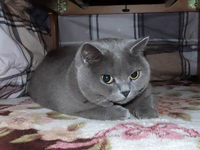 �肢�@���[���Ӓ�@�~�[�R