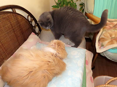 �肢�@���[���Ӓ�@�~�[�R